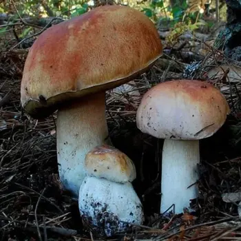 Ruta de senderismo por la microreserva del pico de la Molata en Alcaraz, Albacete