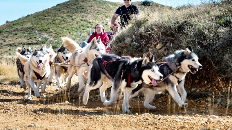 Mushing en tierras del Moncayo