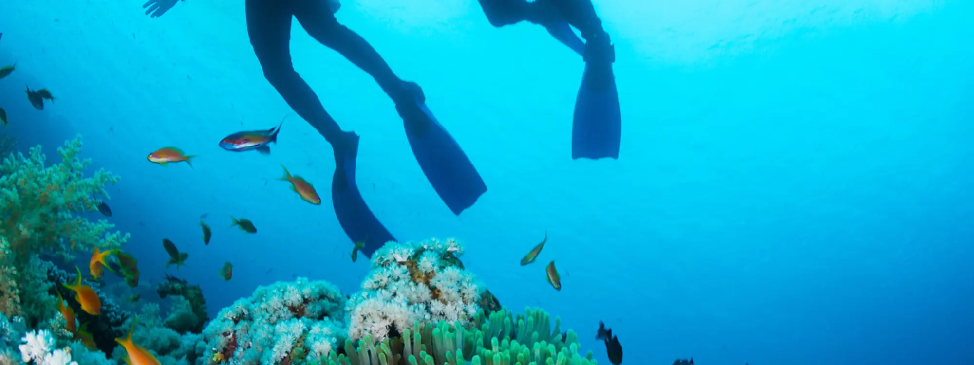 Bautismo de buceo desde el puerto de Hondarribia