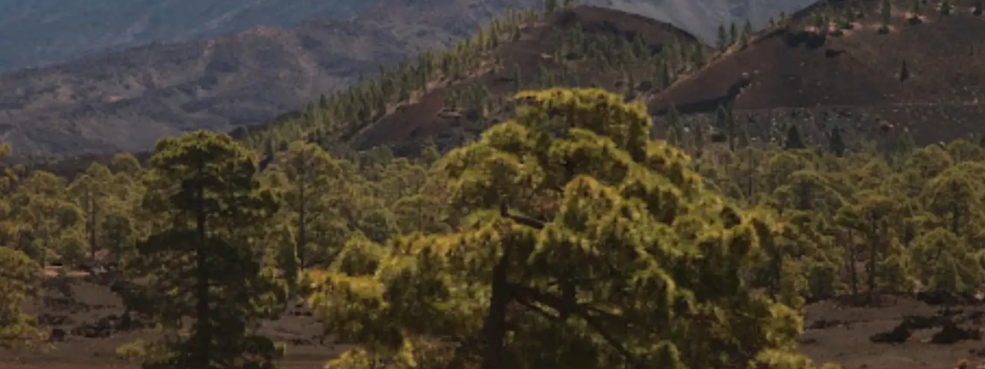 Ruta en quad entre bosques por el lado más emocionante del Teide