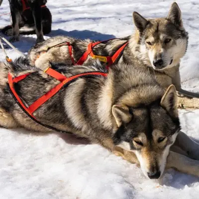 ESPECIAL PAREJAS: Paseo en trineo de perros bajo la luz de la luna desde la Pineta, Bielsa