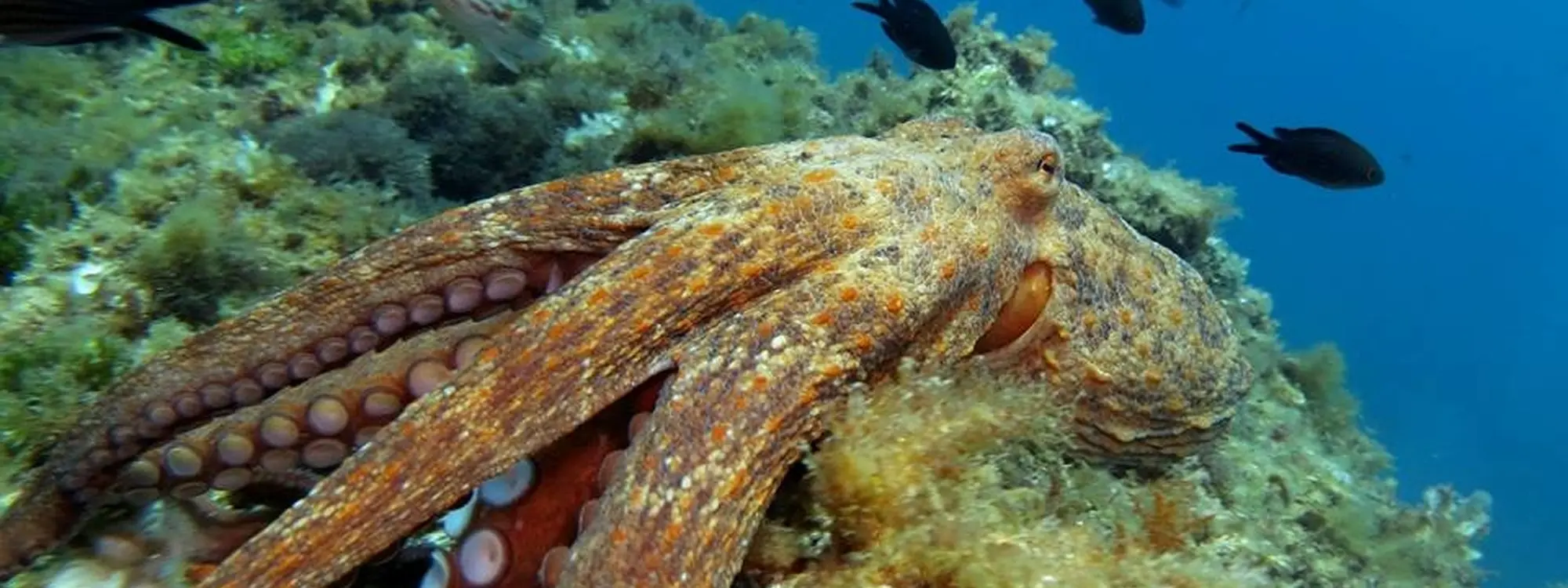 Bautismo de buceo en Tossa de Mar