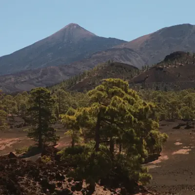 Ruta en quad entre bosques por el lado más emocionante del Teide
