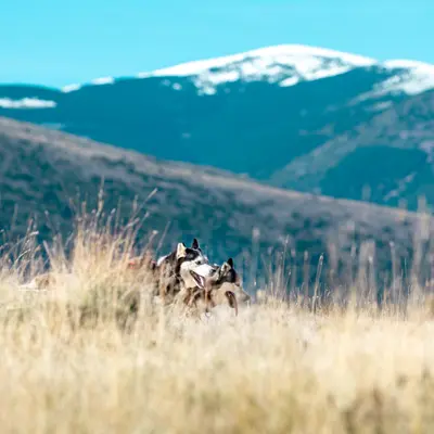 Ruta celtibérica en trineo de perros por Los Lombacos en Torrellas, tierras de misterios y leyendas del Moncayo