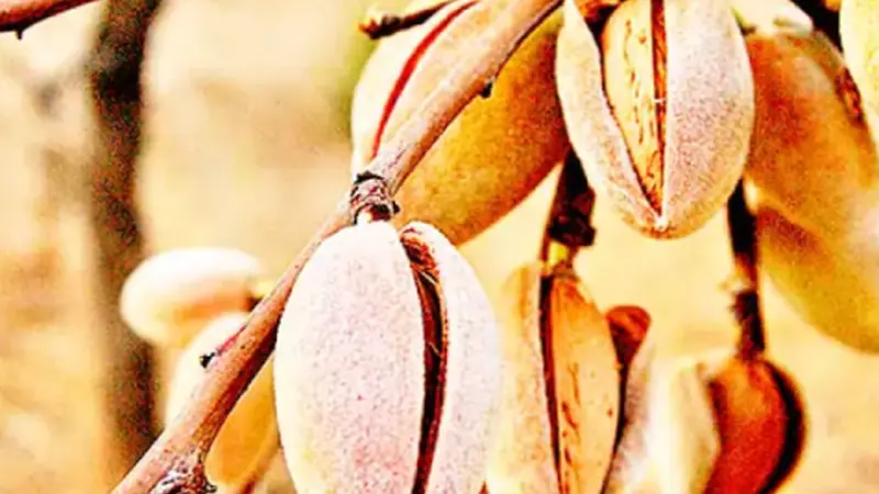 Ruta senderismo Los Almendros en flor desde Guadalest