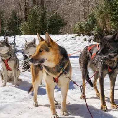 ESPECIAL PAREJAS: Paseo en trineo de perros bajo la luz de la luna desde la Pineta, Bielsa