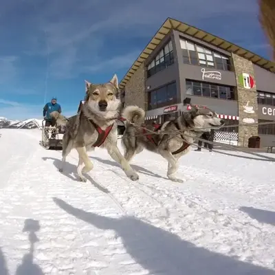 ESPECIAL PAREJAS: Paseo en trineo de perros bajo la luz de la luna desde la Pineta, Bielsa