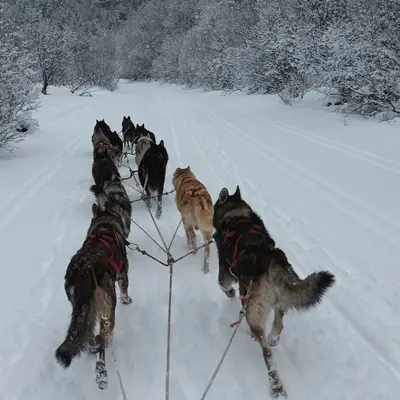 ESPECIAL PAREJAS: Paseo en trineo de perros bajo la luz de la luna desde la Pineta, Bielsa