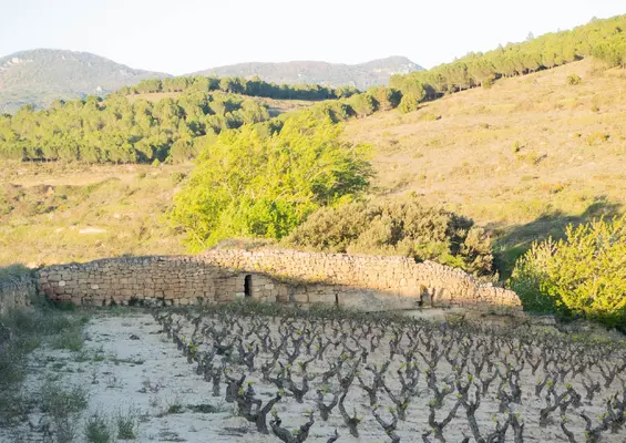 Ruta de los lagares guiada en bicicleta desde Haro hasta Villalba de Rioja