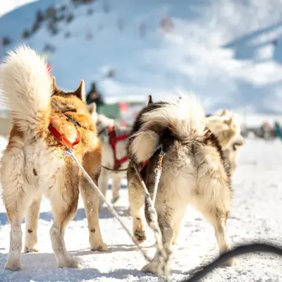 Paseo en trineo de perros en el Pirineo Aragonés desde el Valle de Pineta en Bielsa, Huesca