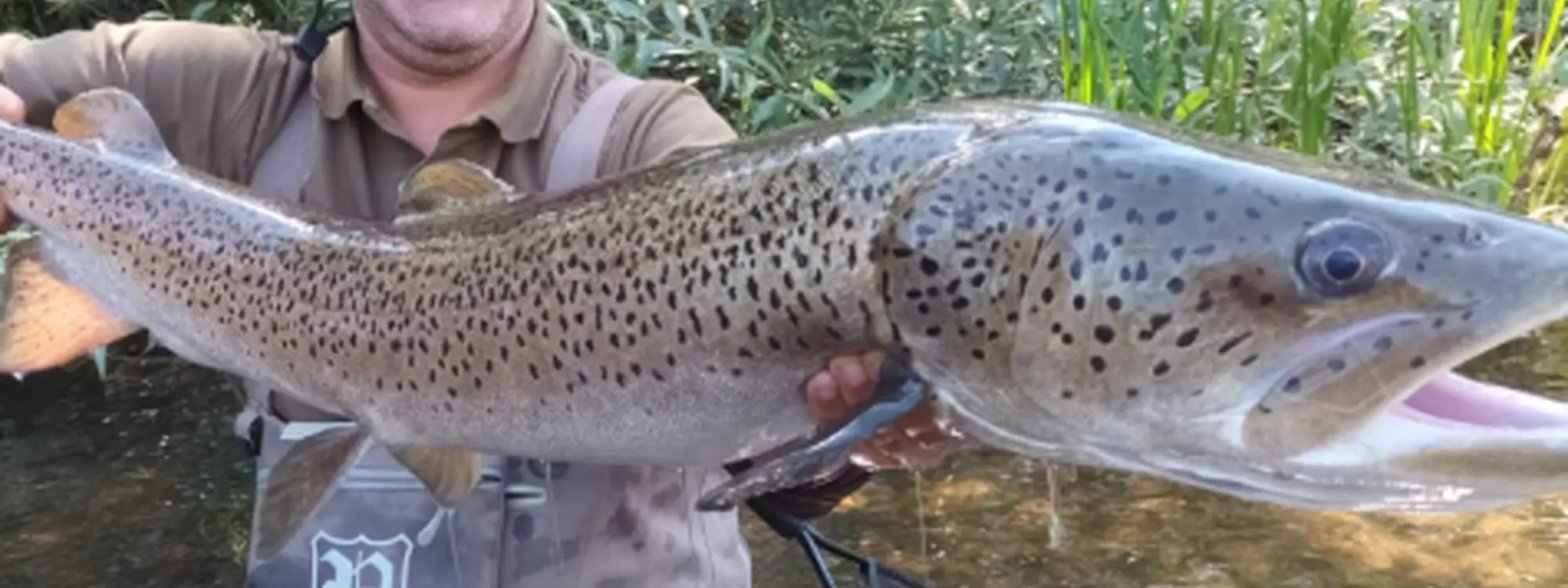 Jornada de Pesca guiada en el río Tormes
