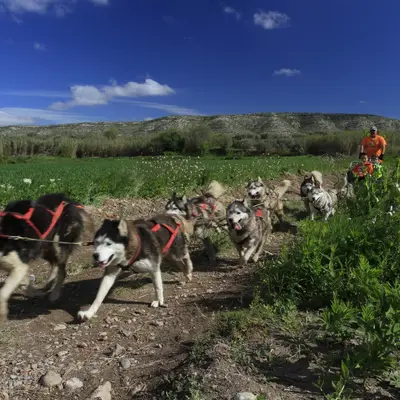Trineo de perros entre viñedos en Fuendejalón desde Campo de Borja, Zaragoza