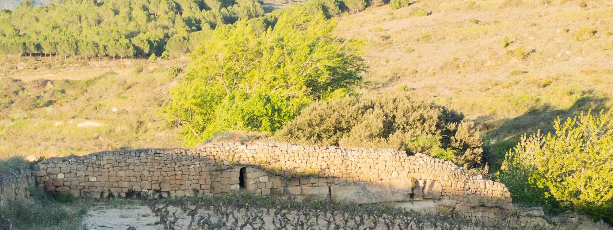 Ruta de los lagares guiada en bicicleta desde Haro hasta Villalba de Rioja