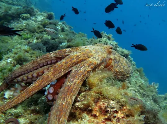 Bautismo de buceo en Tossa de Mar