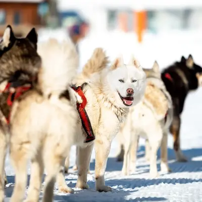 Paseo en trineo de perros en el Pirineo Aragonés desde el Valle de Pineta en Bielsa, Huesca