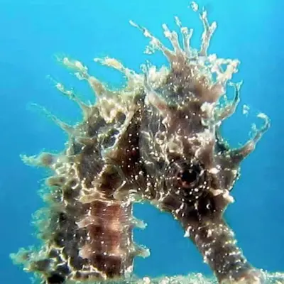 Bautismo de buceo en Barcelona