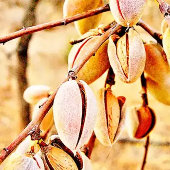 Ruta senderismo Los Almendros en flor desde Guadalest